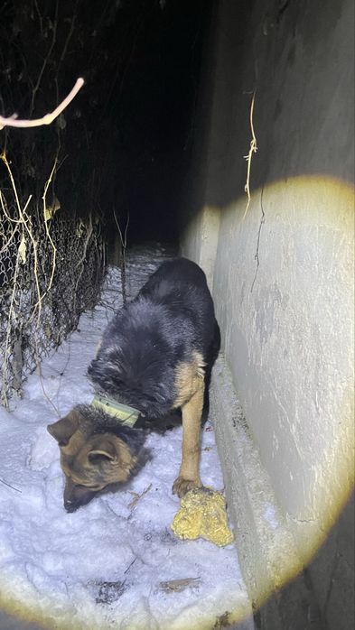 Немецкая авчарка