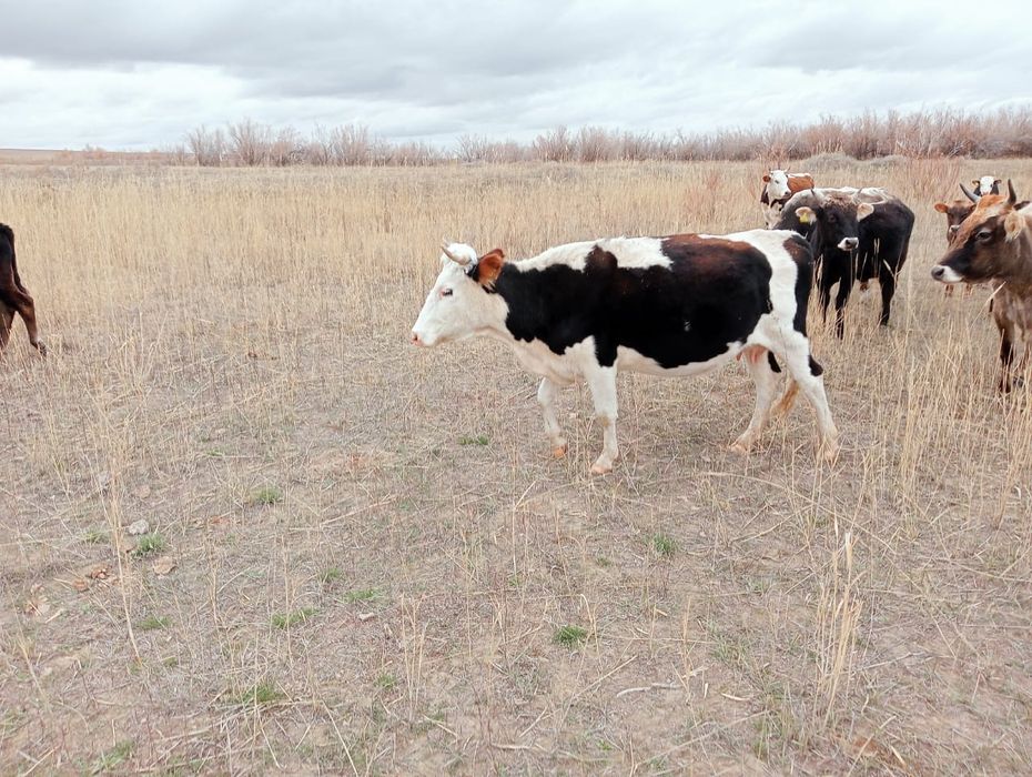 Бык, бычок и корова