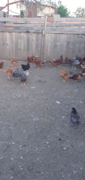 Puicuțe porumbac,negre,roșii