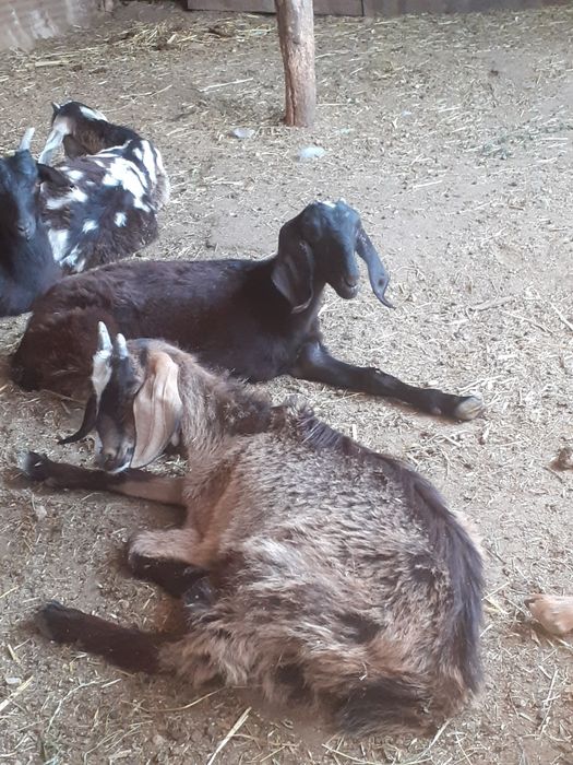 Iezi anglonubian de vânzare