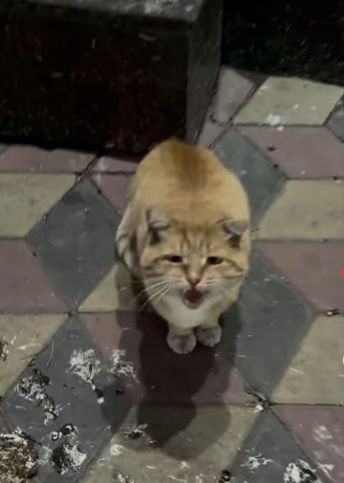 Найдем дом котику