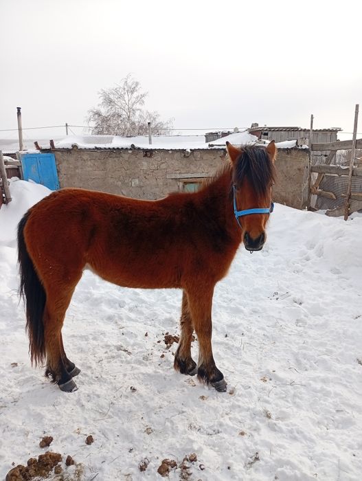 Продам с откорма жеребчика