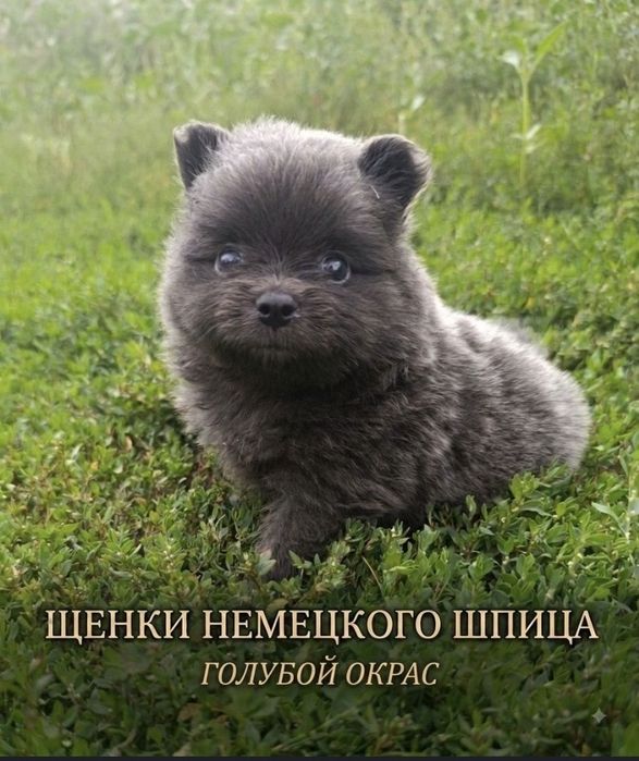 Щенки Немецский шпиц