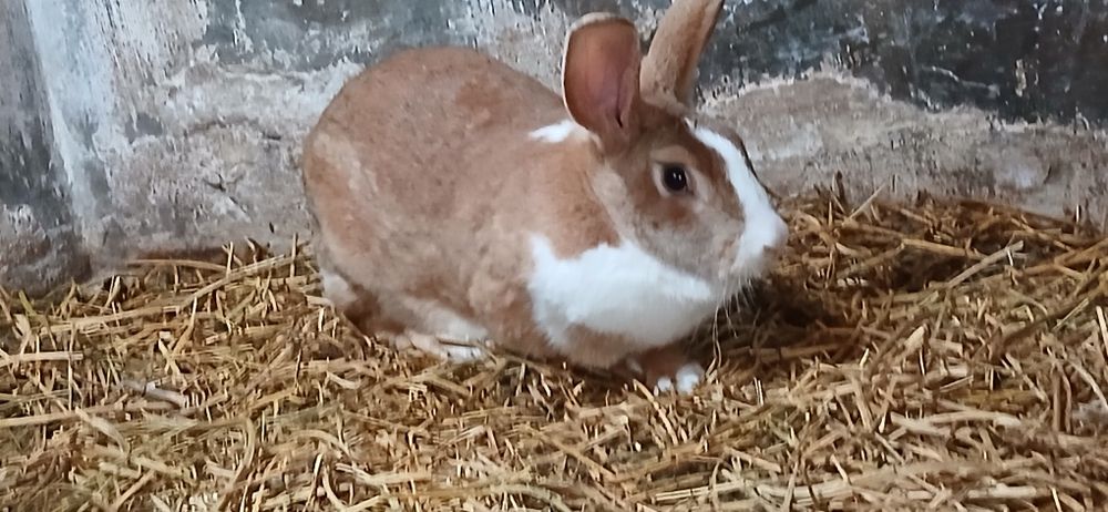 Iepuri hycole francez gulerati