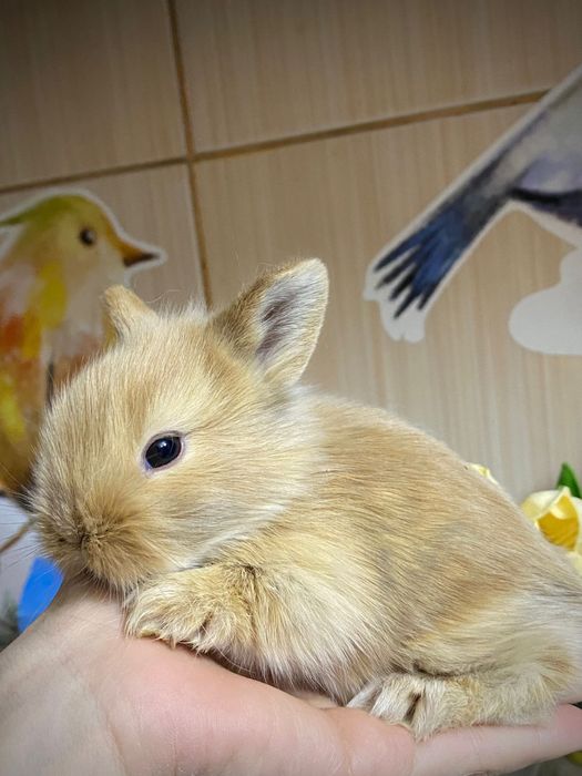 Iepurasi  cap de leu