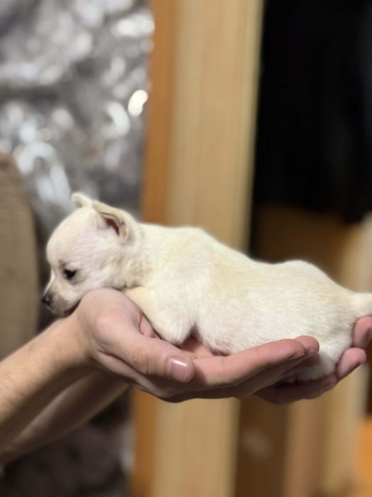 ПРОМО!!! Чихуаха