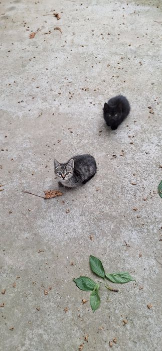 Котёнок в добрые руки мальчик 2 месяца
