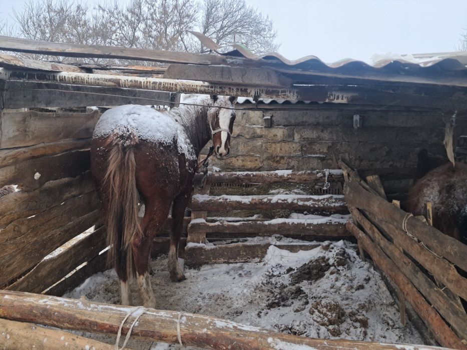 Жылкы 2жас сатылады откромда тур