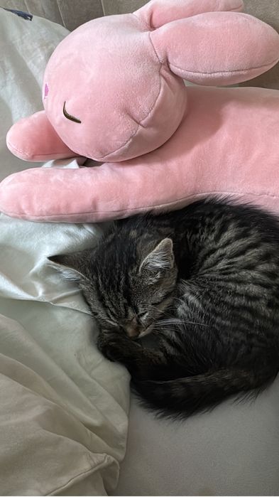 котенок 1.5 месяца мальчик