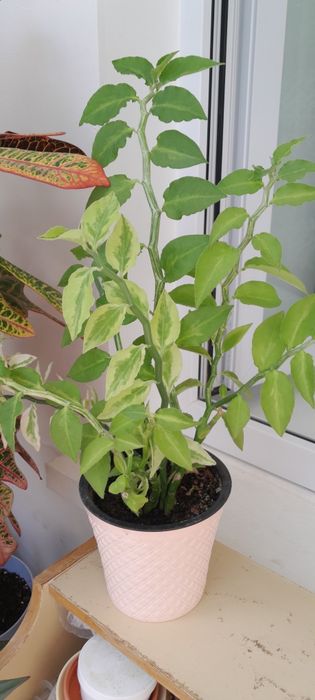 Продам комнатные цветы