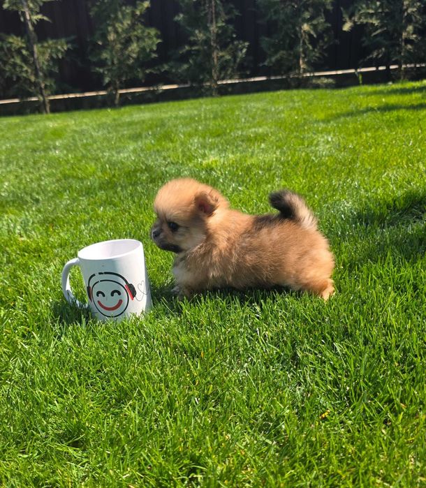 Puiut de Pomeranian