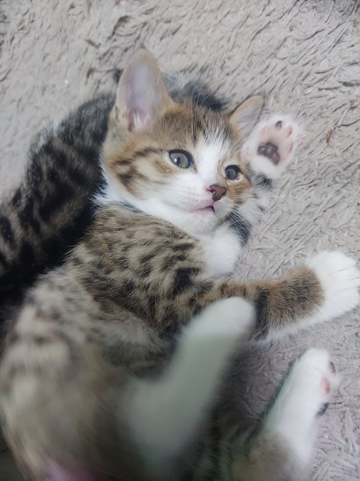 Котята (мальчик и девочка) 21.03