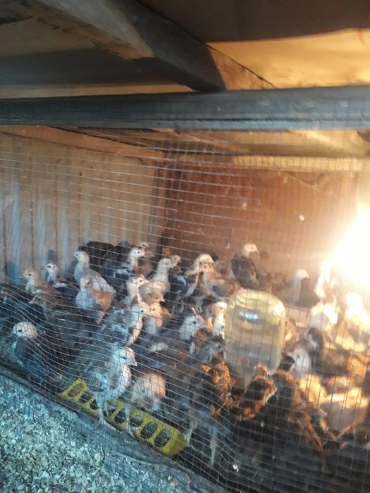 Куры несушки майские