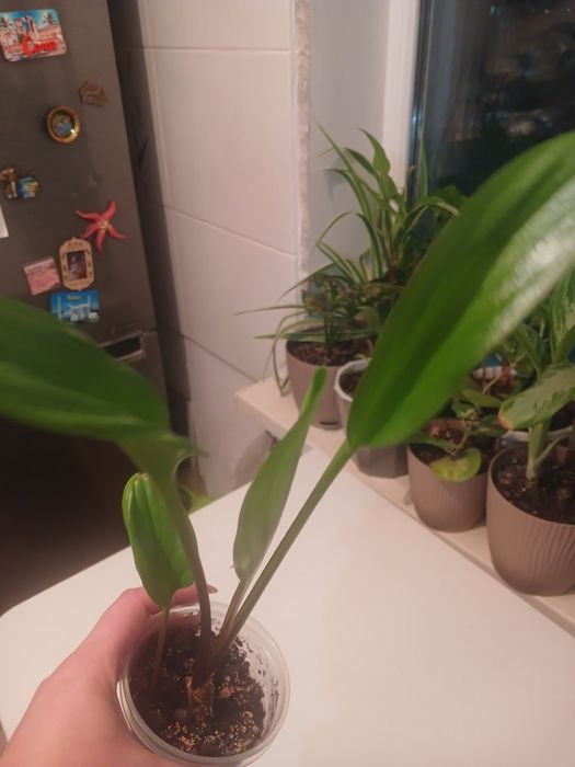 Комнатные цветы хорошо укорененные