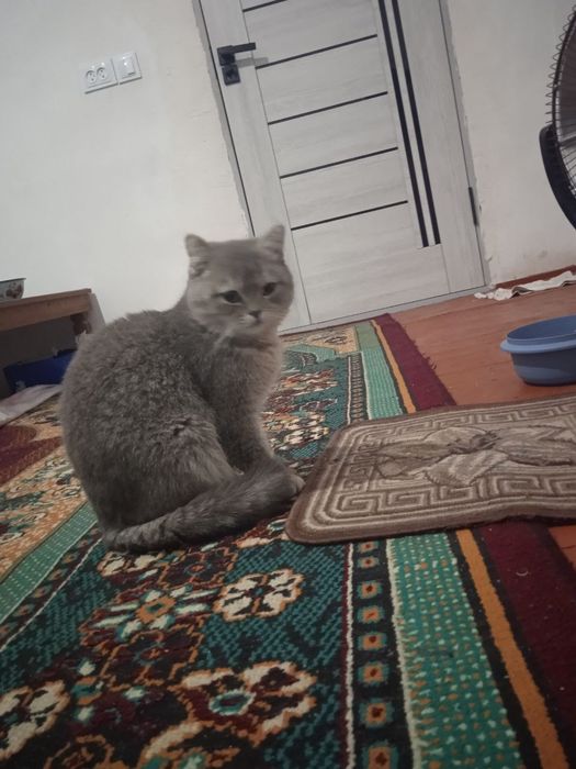 Мушук зотди тоза