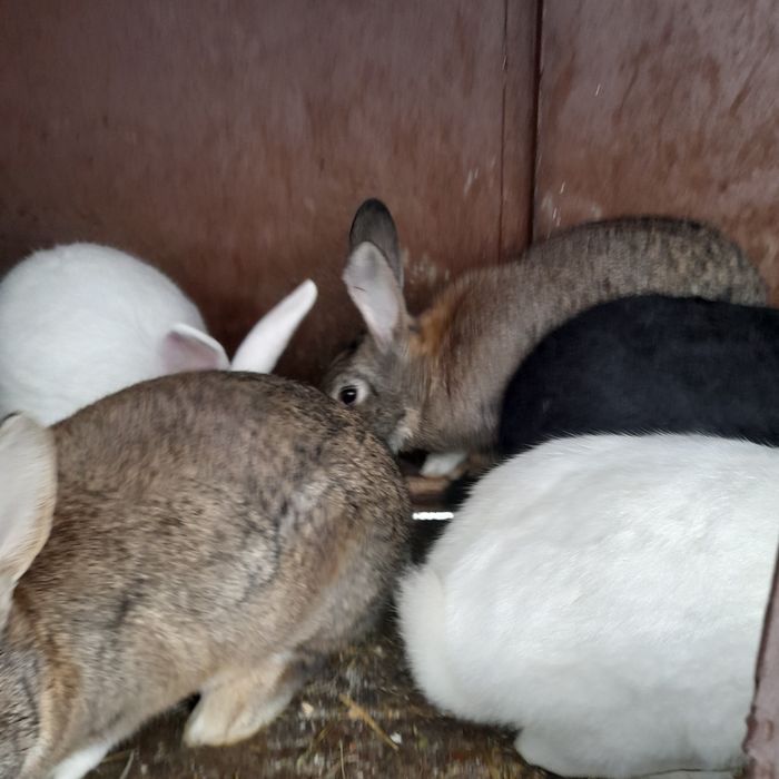 Hycoli francez 4luni