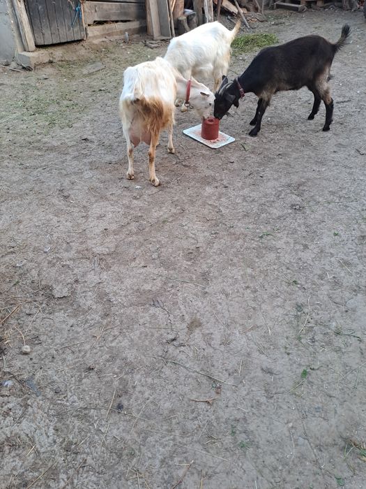 Vând țap plus capre