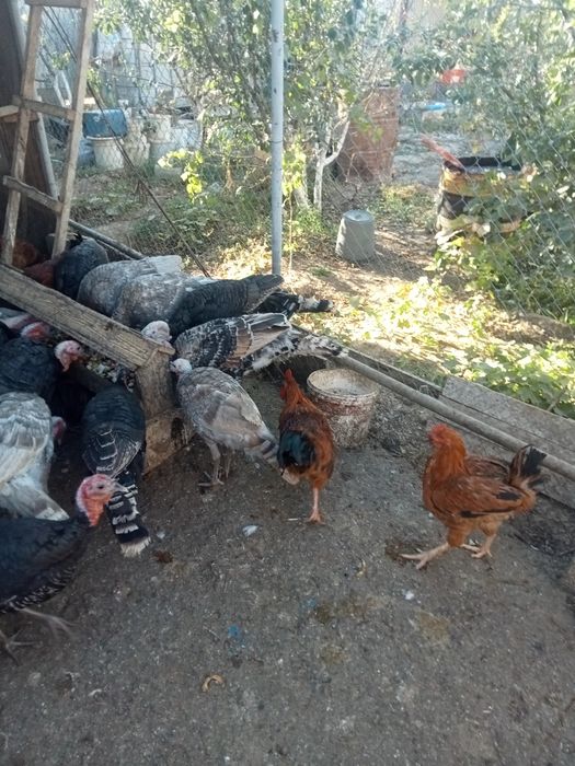 Индюки продам атырау