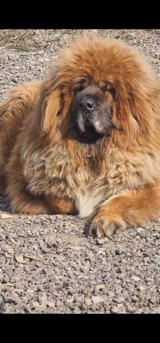 Щенки Тибетского Мастифа