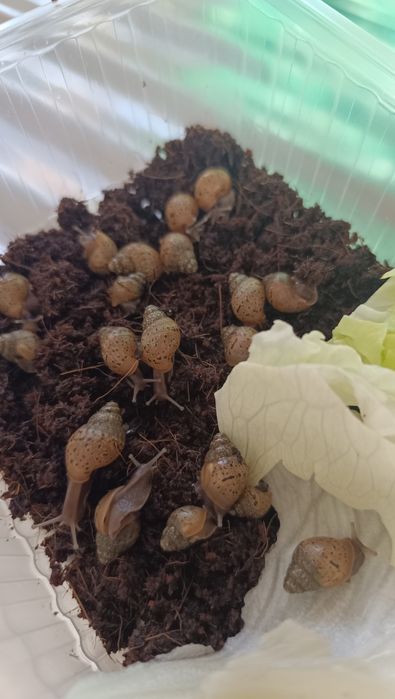 Продам маленьких улиток ахатин