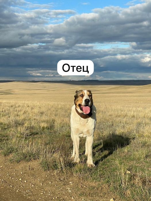 Продаются щенята Алабай