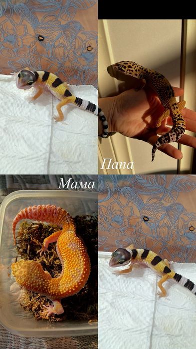 Яркие малыши эублефары
