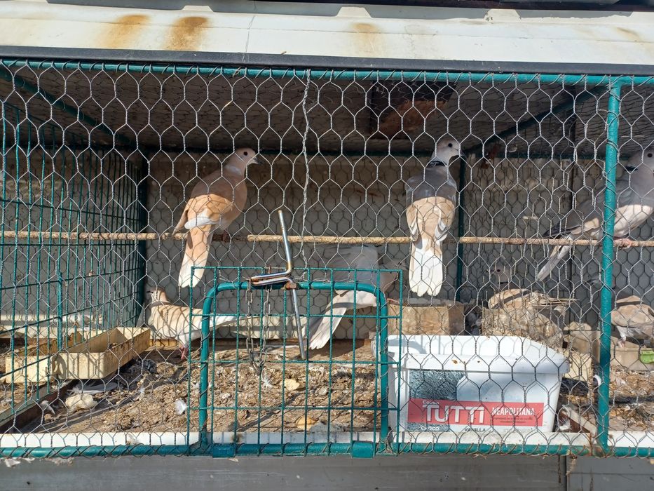 Turturele razatoare( cucuruzi)