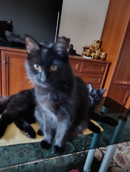 Отдам котят подростков.