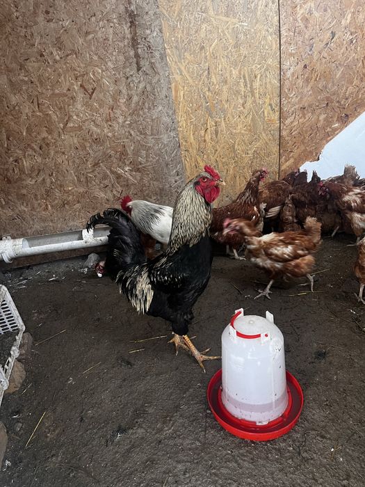 Продам петуха хороший.