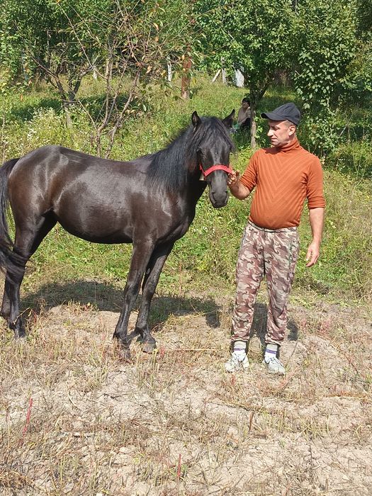 Vând iapa de doi ani