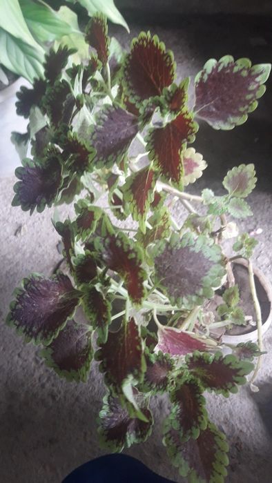 Продам домашнии цветы