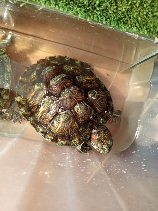 черепашка красноухая