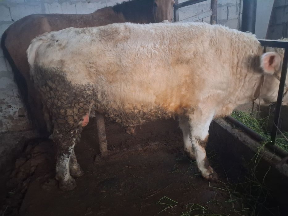 Продаётся бык хороший породы