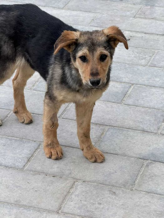 Отдаем  щенков в добрые руки