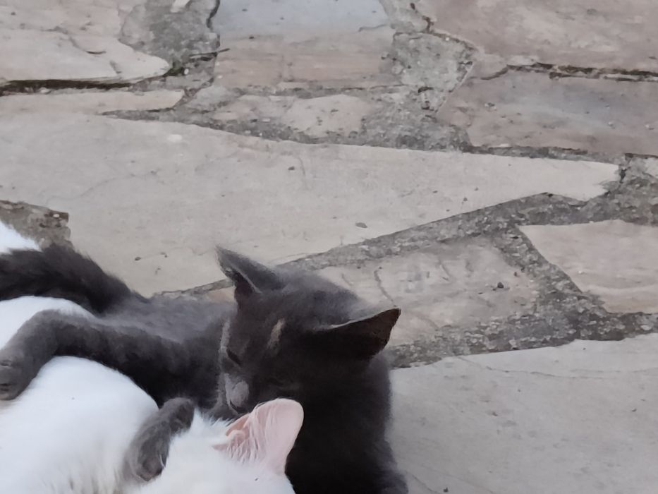 Котенце женско.,