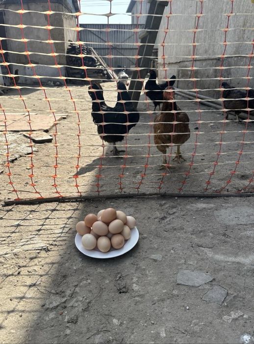 Яйца домашних кур для инкубации