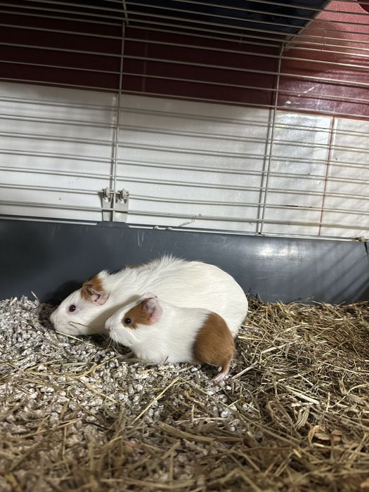 Porcusori de Guineea