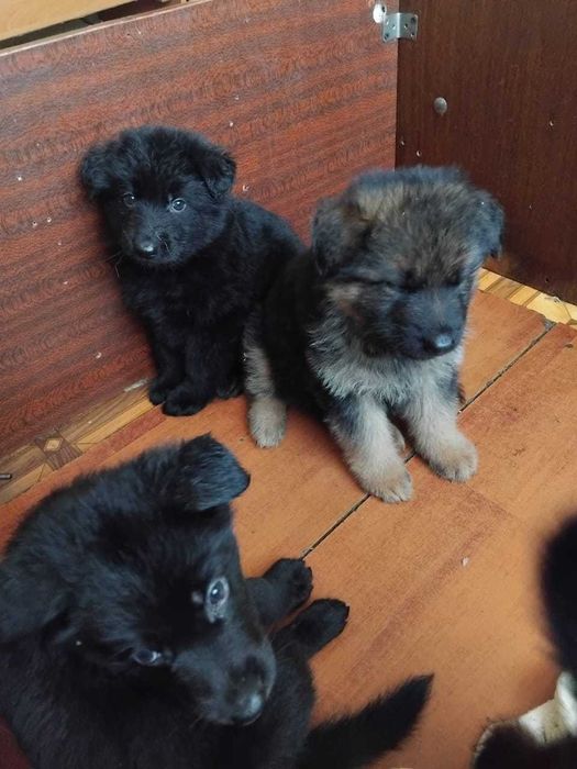 Щенки Немецкой Овчарки