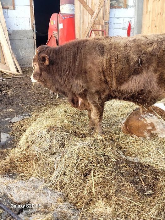 Taurasi 7luni frumos gras bun și de ținut 300 km