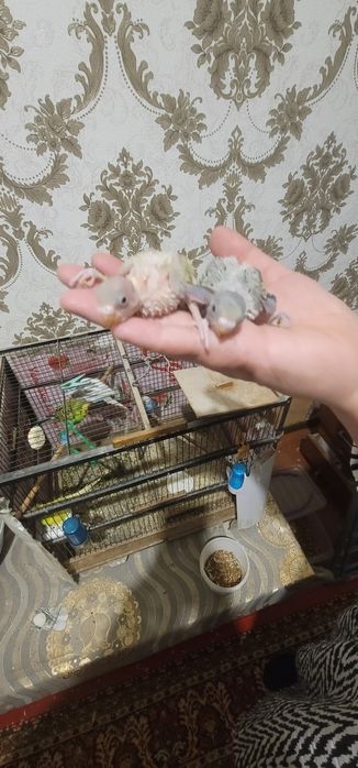 Продам валнистый папугай