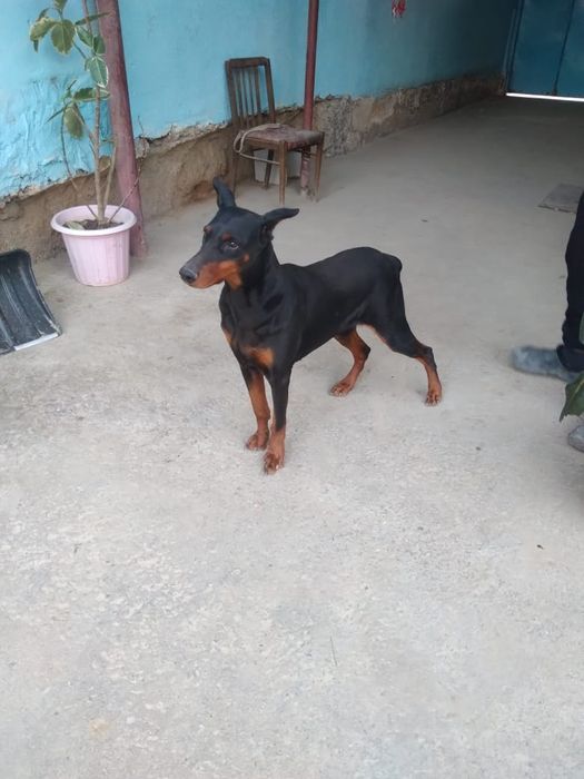 Доберман самка продается