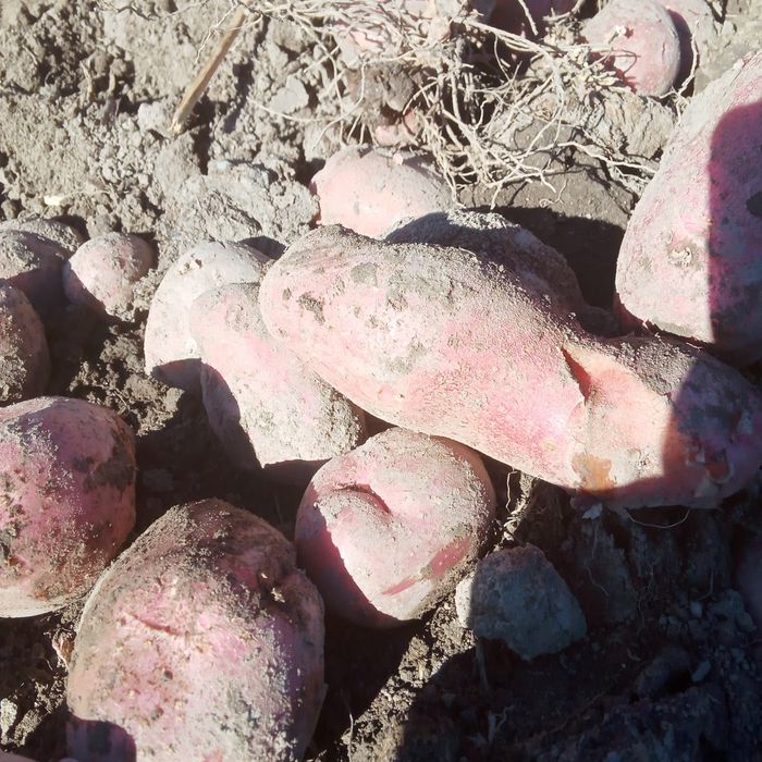 Розовая картофель