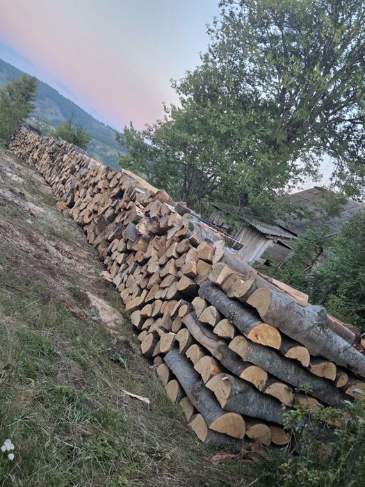 Lemne de fag uscate sau verzi