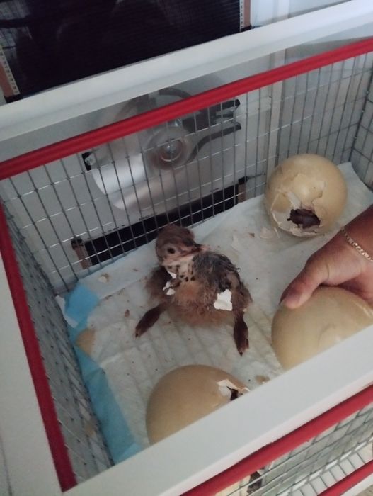 Pui de Struți Negru  African