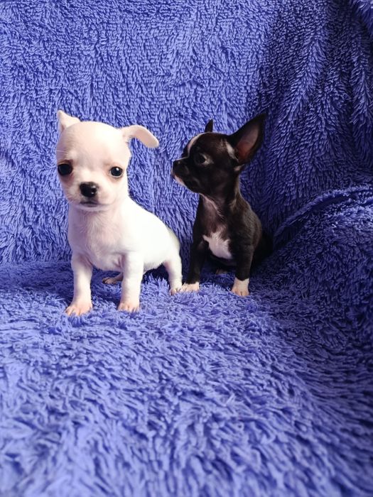 Чихуахуа мини щенки