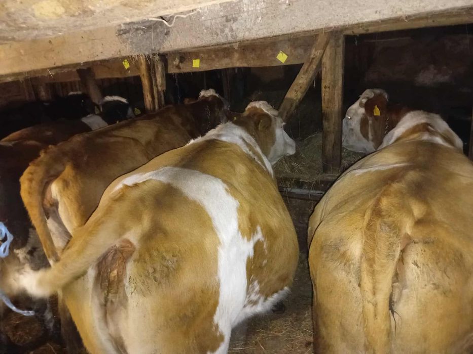 Vaci de vanzare Baltata si Belgian