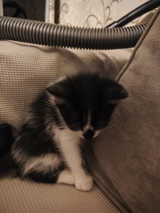 Отдам котенка в добрые руки