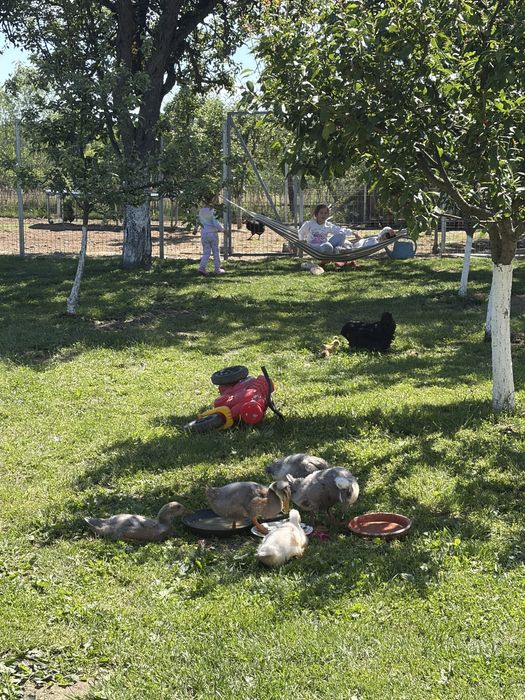 Vand boboci de rata , 3 boboci motati si 2 alergatori