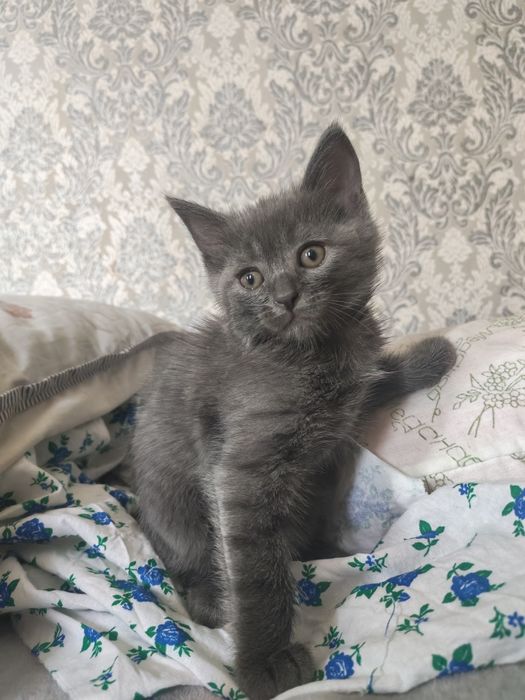 Продаются домашние котята