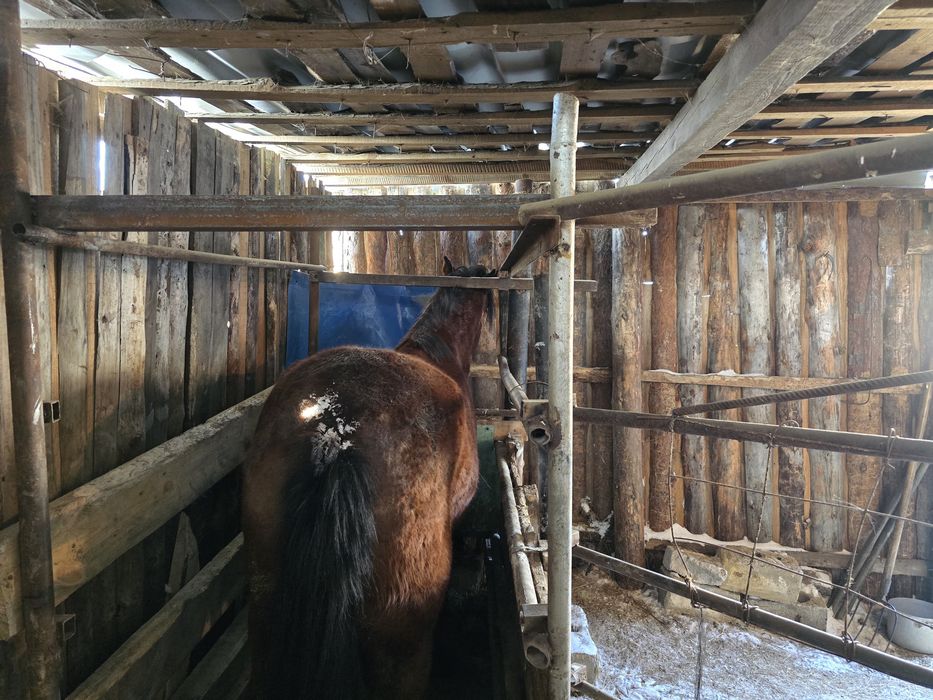 Продам кобылу 5 лет.